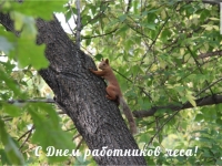 день работников леса